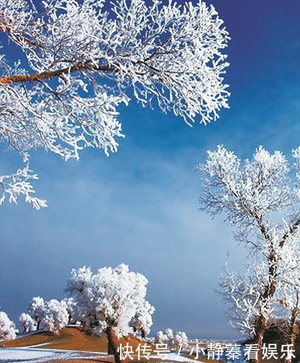 冬季塔里木胡杨，傲雪凌霜，胜似仙境！