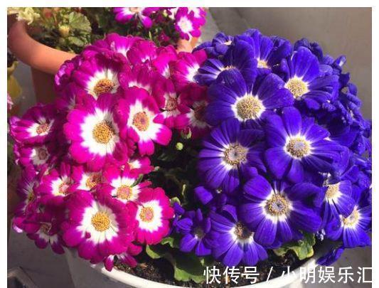 金鱼草|6种“漂亮花”，五块钱买一盆，持续开花200天，太便宜了