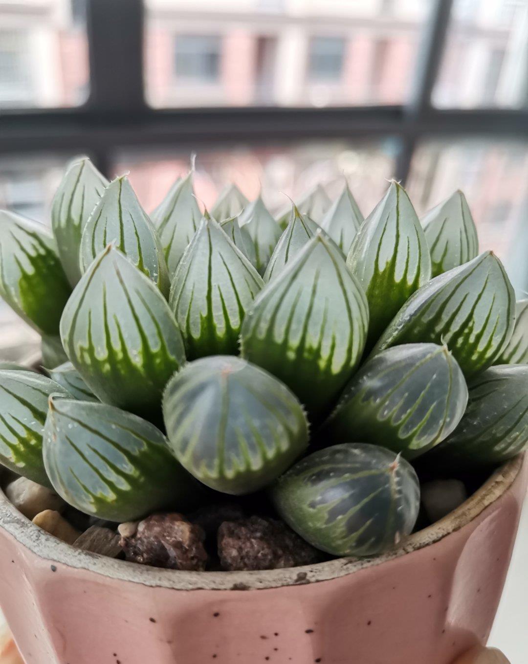 叶片|这些多肉是颜值担当，口碑却褒贬不一，喜欢和嫌弃严重“两极化”