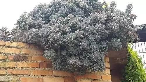 5种“多肉”能从花盆里“流出来”,养在院子里不管“就爆盆”