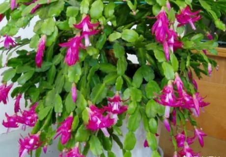 蟹爪兰浇什么肥？