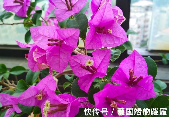 施肥|能把三角梅养爆的人,都很大方,从不“吝啬”这3样东西