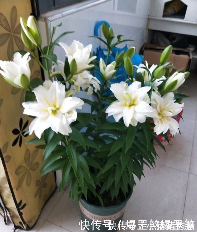 最好养的花之一，丢土里就能活，开花早，花香飘满室，适合新手养！