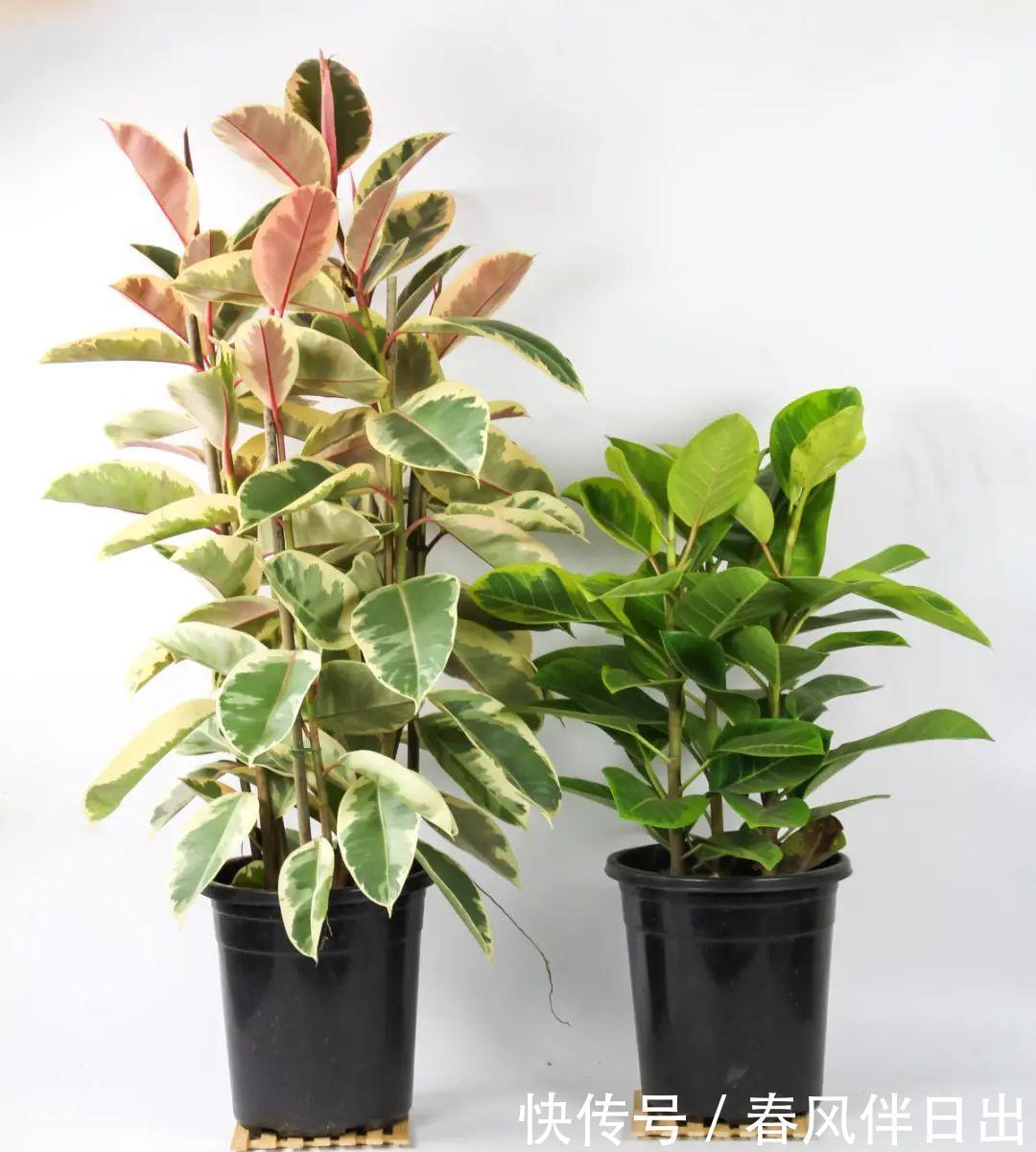 超级耐旱花,整个冬天不浇水,还能胖一圈!