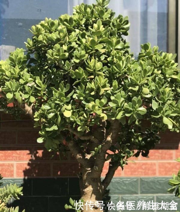 传家|多肉中的“老寿星”,越老越值钱,养成大树可镇宅可传家!