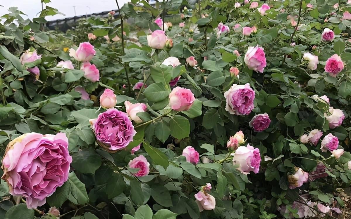 休眠|6种漂亮花，就怕下雨天，淋雨就发黄，雨天快搬屋里去