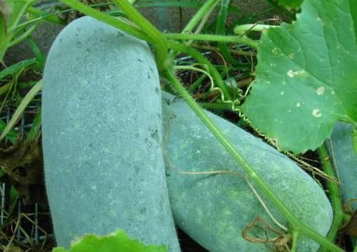 翻倍|常吃冬瓜好处多,和此物搭配营养翻倍,爱吃冬瓜的人得看看!