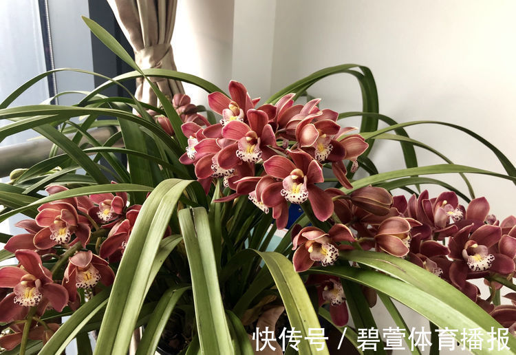 家里养花,就选“精品玫瑰”读书台玫瑰,绚丽多姿,高雅大气