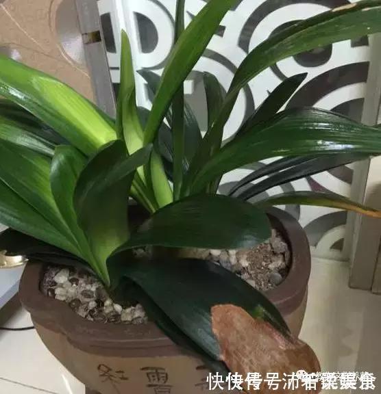 腰肥|君子兰肥到流油,长寿花开不断,原来他用了1个小方法!