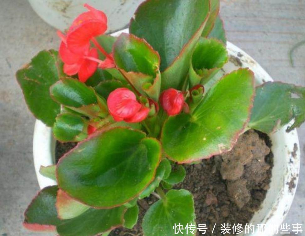 不用|这5种常见的花,不用枝条也能扦插,叶片插土里就能生根