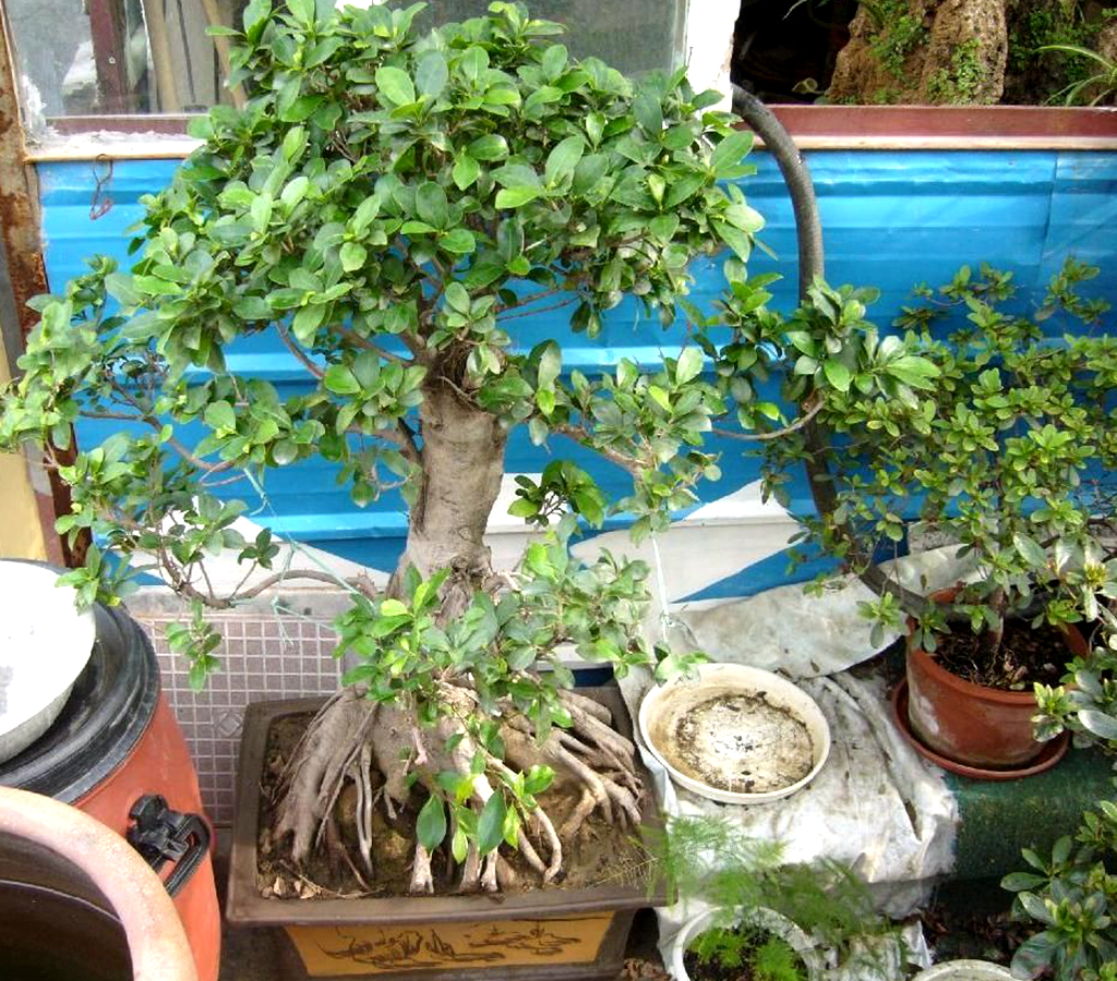 农村一种植物，人称“树王”，好种容易活，做盆栽盆景漂亮