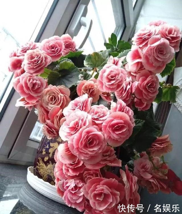 8种花现在赶紧剪,剃光头撸光叶,越狠越爆盆