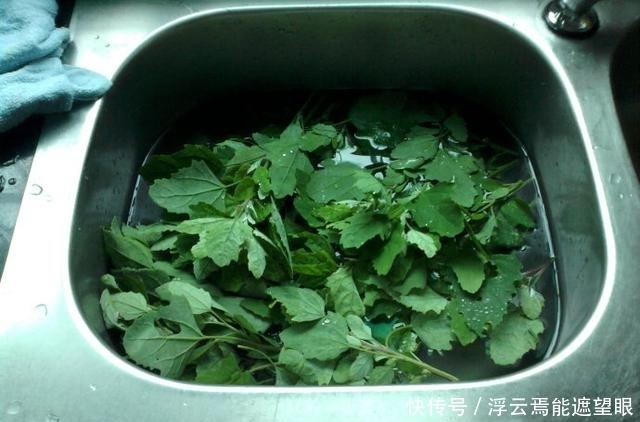 农村荒地生长的野菜，功效强悍，补钙、除口臭，你吃过吗？