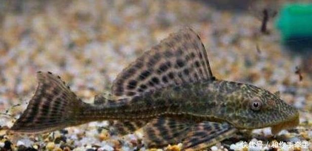 中国|印度人吃到快灭绝的动物,中国吃货见后称这吃了不会生病