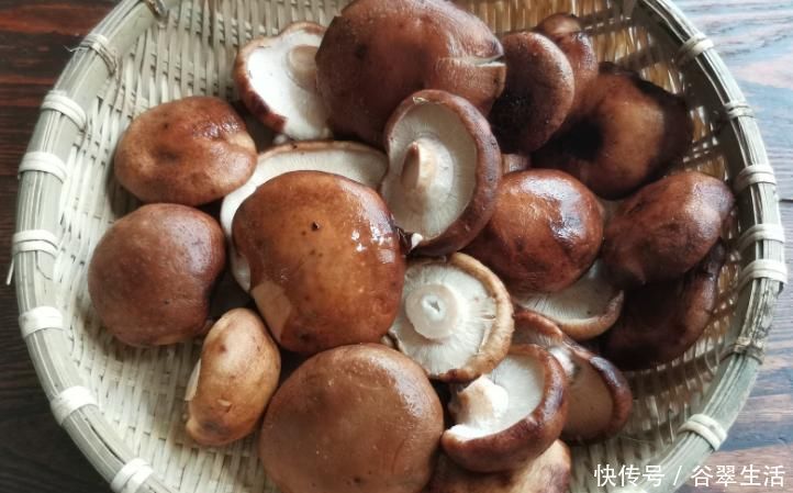 香菇|让人倒下的不是病,是无知!吃香菇的2大禁忌,切莫忽视