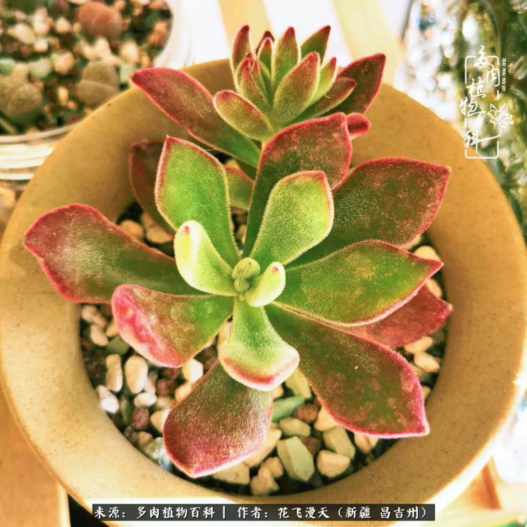 对多肉是发自内心的喜欢,心甘情愿被它们俘虏!