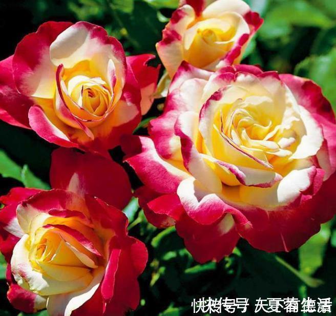 吉祥|家里要养4种花，开花吉祥又喜庆，比牡丹还美，年年开花美翻