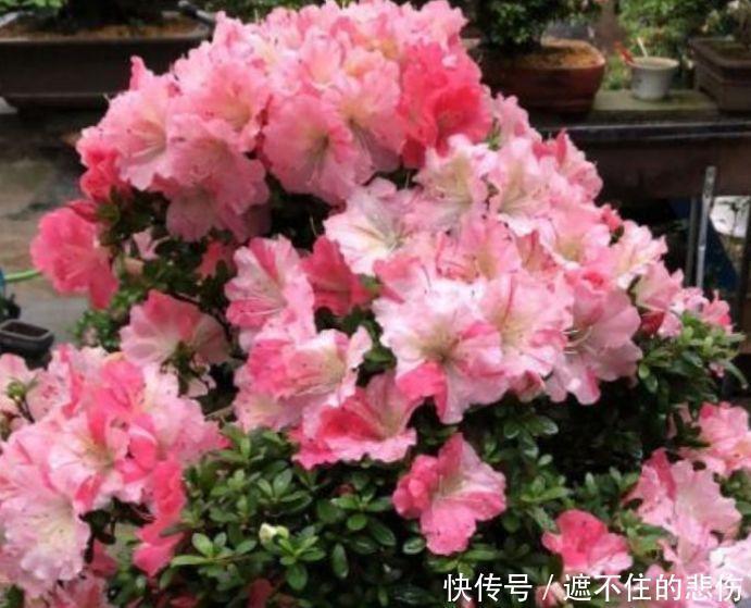 能手|4种花是“爆盆能手”，365天开花不断，一茬茬花开不停