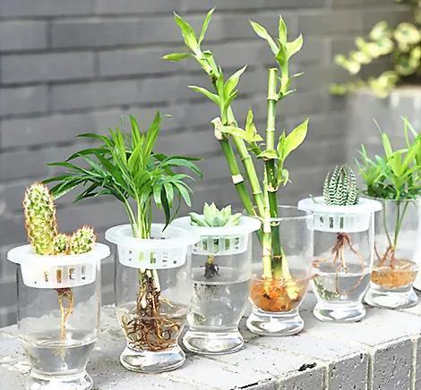 这几种植物不要再放在土里养了,水才是它们真正的家