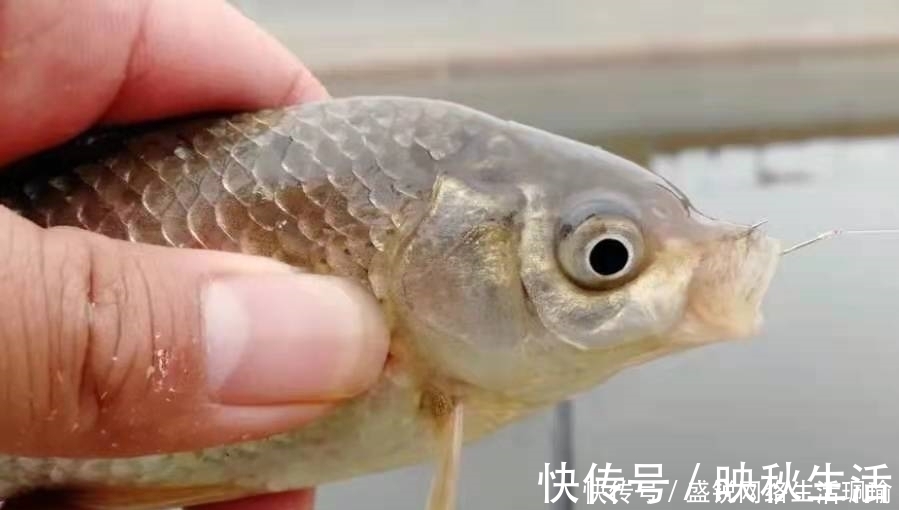 千错万错就不该收竿，鲫鱼起浮后，只需调整一番，爆护都没问题