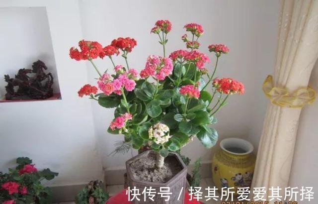 叶片|长寿花怕“三种水”，避开不烂根，猛窜芽花香浓，高温也开花不断