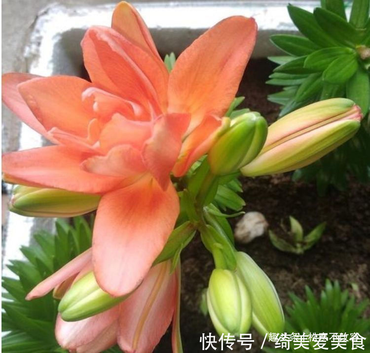 美色|家里要养4种花,开花吉祥又喜庆,花美色艳,一言不合就爆盆