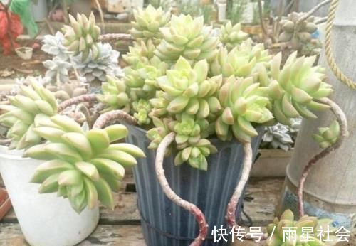 叶片|养多肉3年顺风顺水,多亏选了这6种大普货,现在全是大老桩