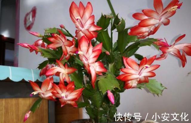 秋季来临,“2种花”现在扦插,一周就生根,进入冬季就开花