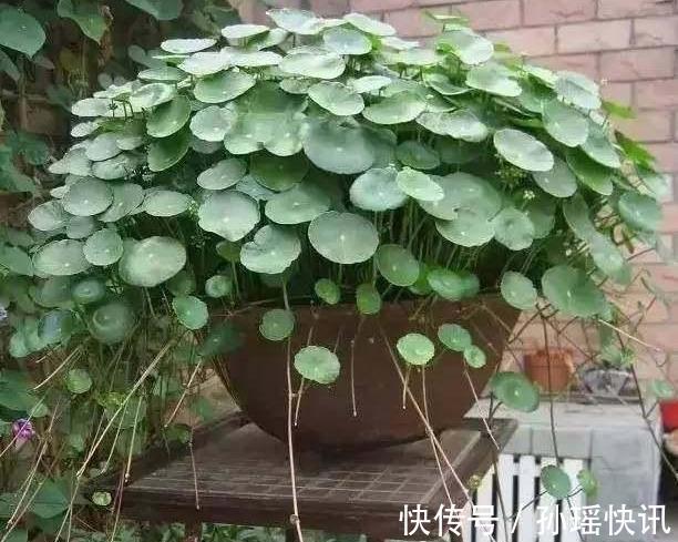 铜钱草又黄又瘦小掌握3个技巧，叶子肥绿，满盆大铜钱