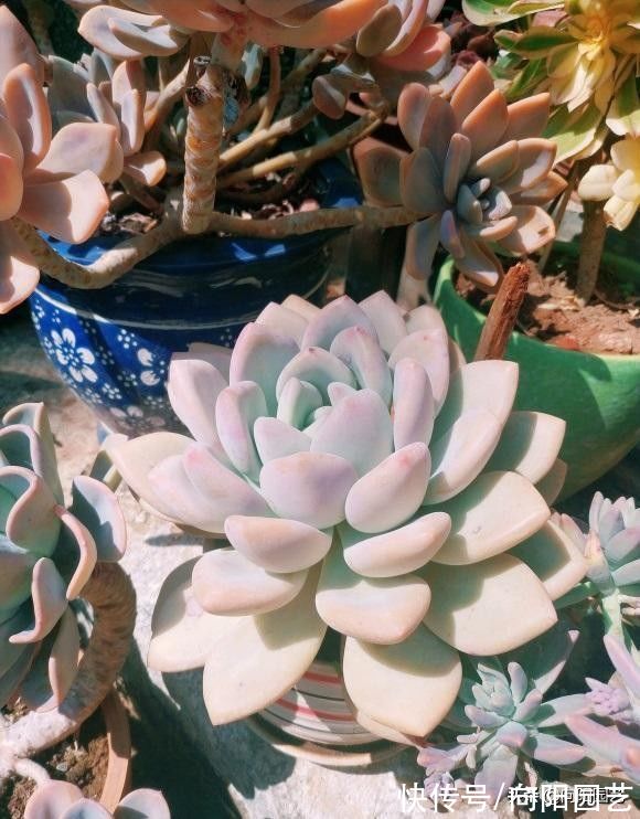 橙梦露怎么才能养大?全泥炭用大盆,放在室外露养,很快长大