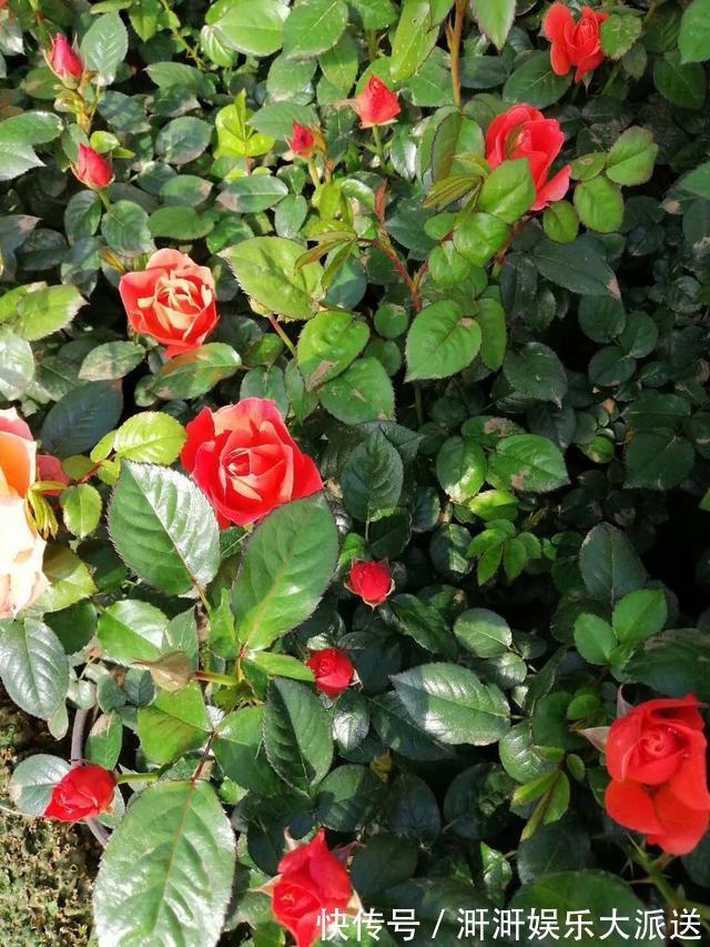 月季出现僵苗怎么办3个简单小方法,新芽花苞蹭蹭冒,开花99朵