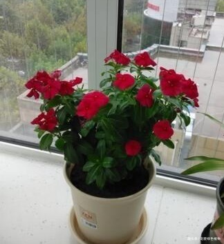 小花|吴大妈只养“3种花”,一年300多天有花看,开成花海,特美!