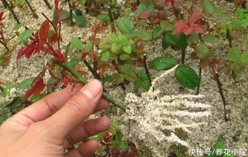 5种花不用买，1根枝条就能扦插，成活率高