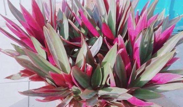 发酵|养花人都用的“黄豆水”,不是所有植物都能用,而且要用对方法