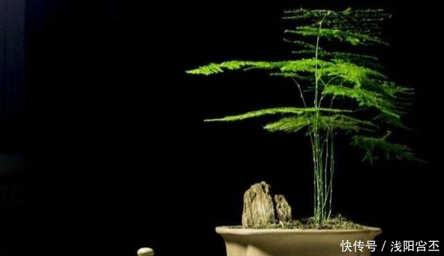 天热了,做好文竹养殖“三部曲”,不黄叶,新芽“窜”不停!