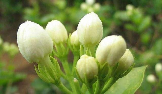 家养茉莉要四勤,才能花开爆盆芳香四溢