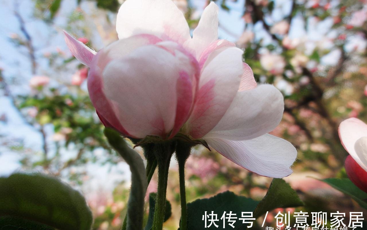 蝴蝶兰|北阳台能养出漂亮的花来吗?建议养这几种花,好养易活开花漂亮