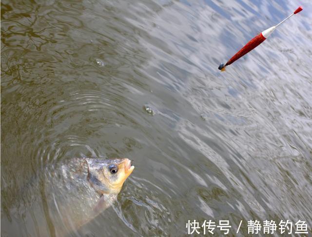 雨雪天|天冷时,鲫鱼会离底?多数人还不晓得这些情形,4个技巧帮你应对