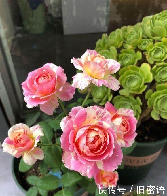 关键|被名字耽误的“香水花”,关键耐热无虫害,单朵能持续绽放小半季