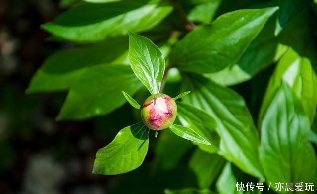 能量|花草体内开花能量“枯竭”,花苞会“诚实”告诉你