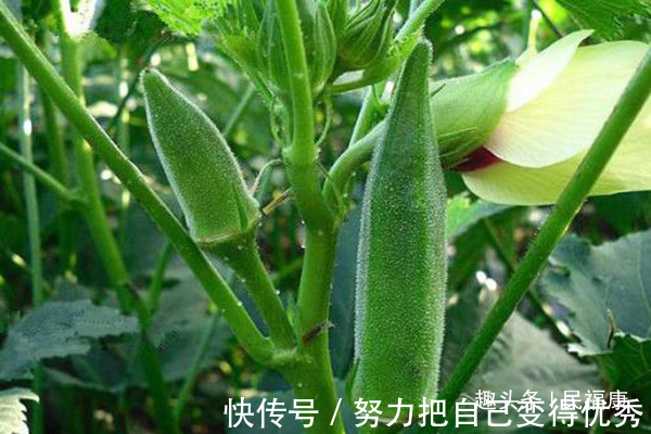 毒素|肝不舒服,记得多吃三种食物,或能养肝护肝,排出毒素