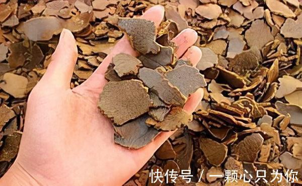 盆栽花卉长得超慢,4个废料垫土壤1/3处,蹭蹭猛长