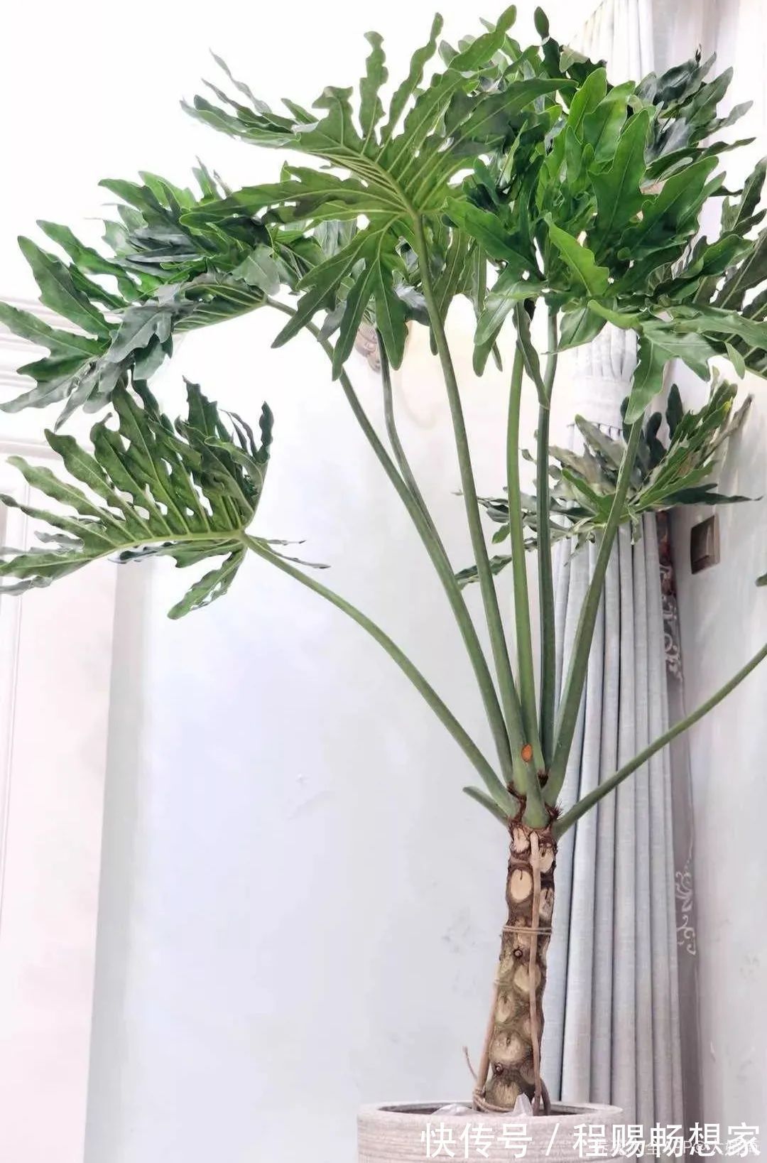 养花6种“丑八怪”,放在家里能镇宅,养的越久越气派