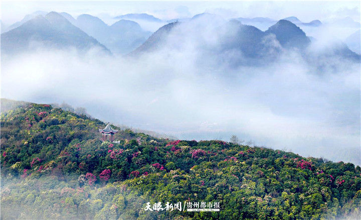 百里杜鹃|【冬天爽爽游】花间阡陌·山水归程，百里杜鹃景区打造花海康养度假旅游目的地，来这里打卡感受冬季魅力