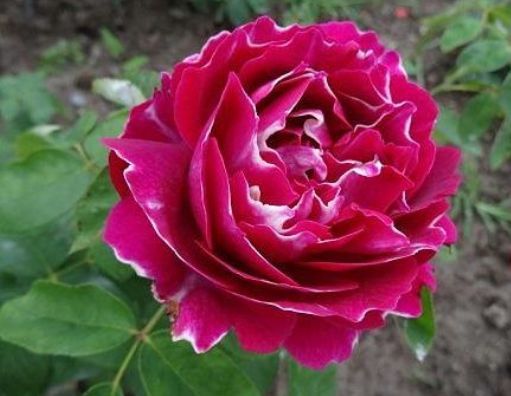 喜欢菊花,不如养盆“月季珍品”紫袍玉带,色泽艳丽,美爆了