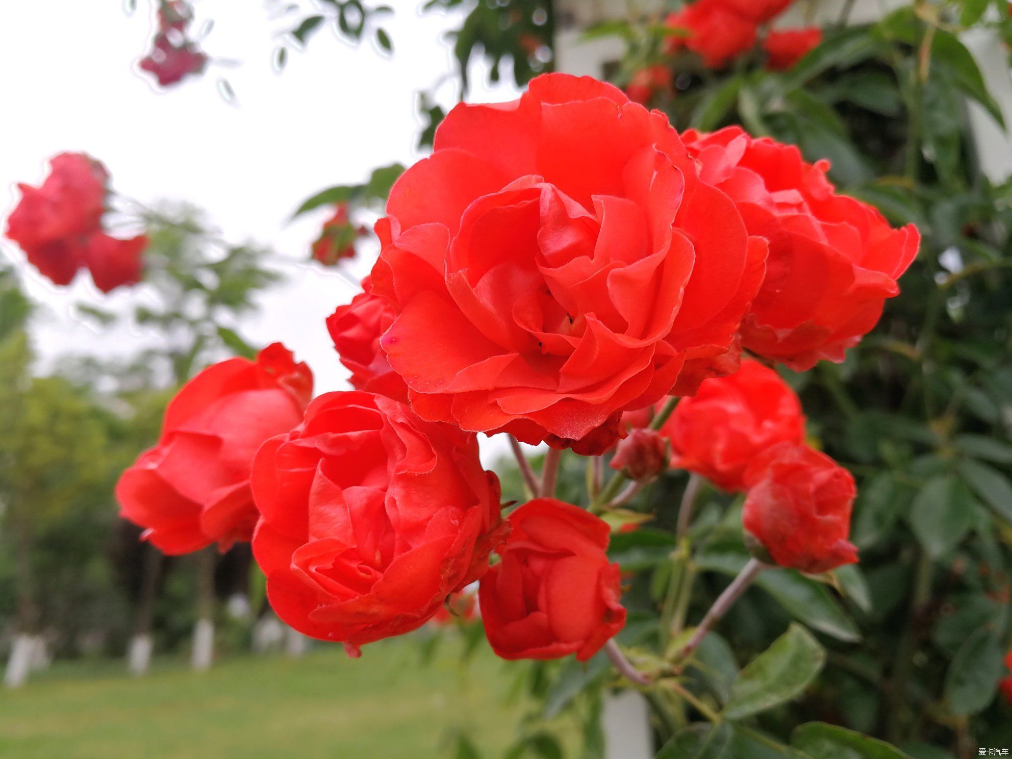 不摇香已乱，无风花自飞