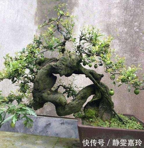 大气|富贵人家，必养的3种“盆景”，个个大气高贵，您有养吗