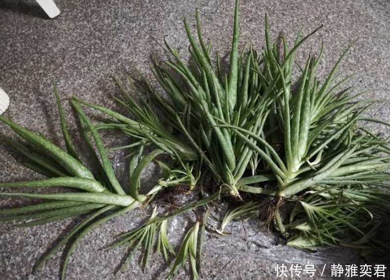 8种花,秋天翻盆顺便分株,一盆变多盆,明年光买盆就足够了