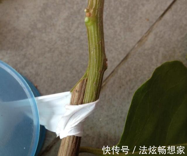 高手的扦插玩法,把以下三角梅养得这么好,只见开花不见叶