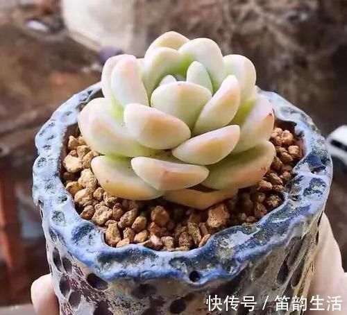 茎干|多肉度夏难,高温天徒长变丑按照4点操作,茎干粗壮叶片肥美